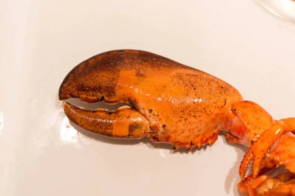 Claw Lobster — Stock Photo, Image