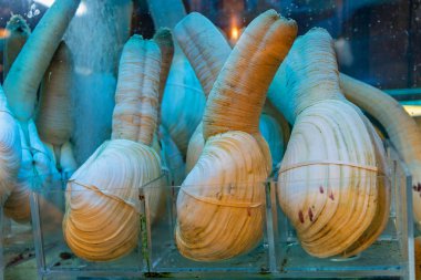 Pasifik Geoduck