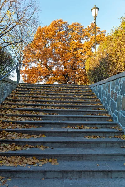 Park Yıldızlar — Stok fotoğraf