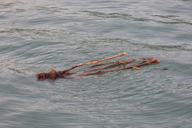 Gölde Sürüklenen Orman