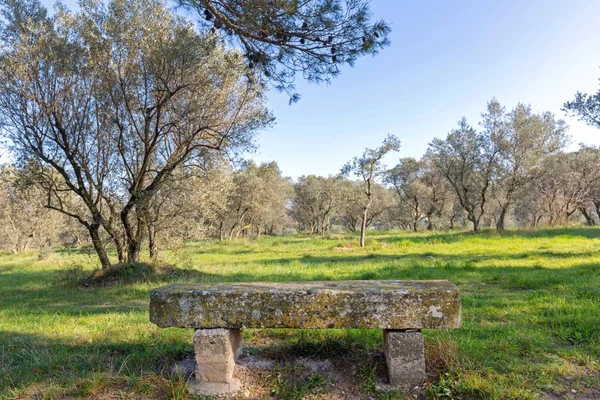 Banc en pierre Olives — Photo