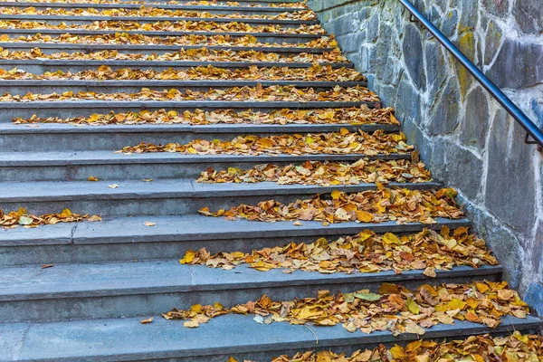 잎 계단 — 스톡 사진
