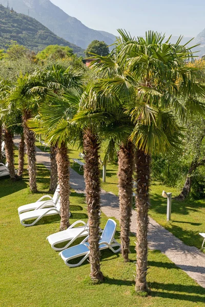 Jardín de palmeras —  Fotos de Stock