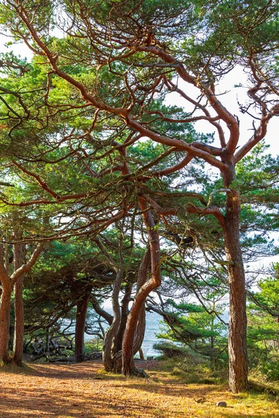 Hvaler Insel immergrün — Stockfoto