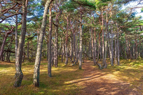 Hvaler erdő — Stock Fotó