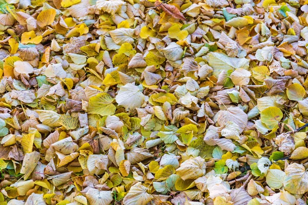 Sárga levelek hullanak — Stock Fotó