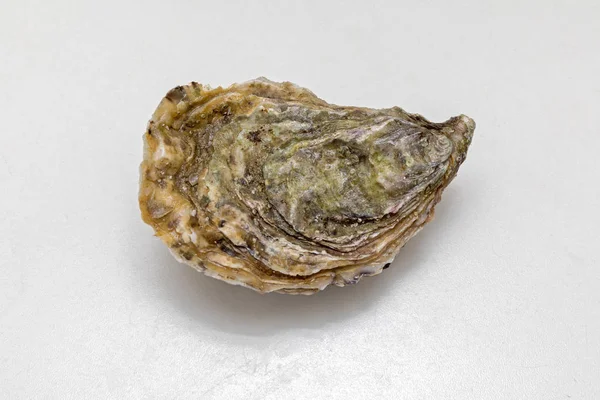 Oyster at Table — Stock Photo, Image