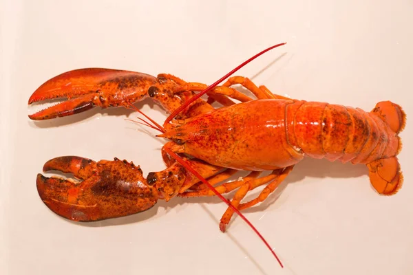 Un grand homard — Photo