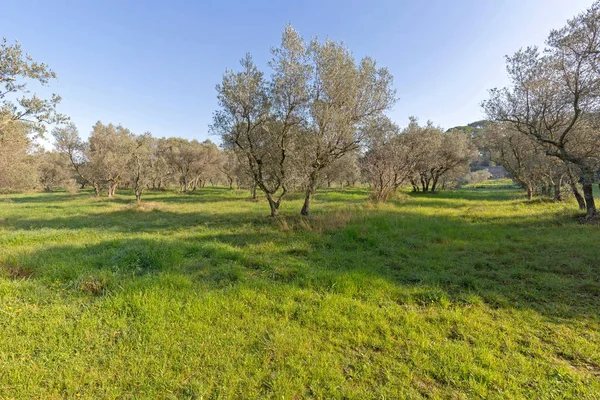 Zeytin ağaçları — Stok fotoğraf