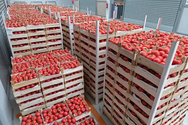 Italian Tomato Import — Stock Photo, Image