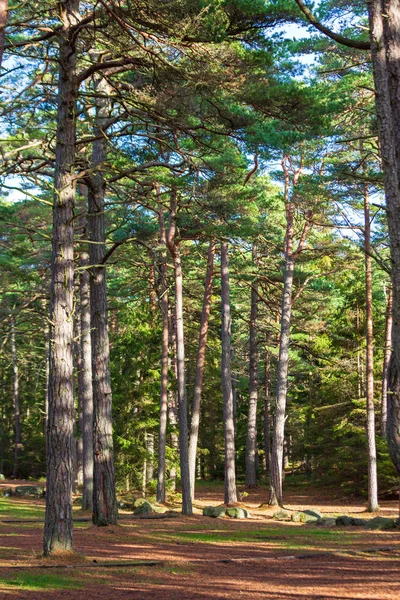 Immergrünes Holz — Stockfoto