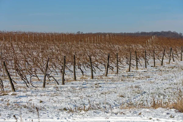 Vigneto Inverno — Foto Stock