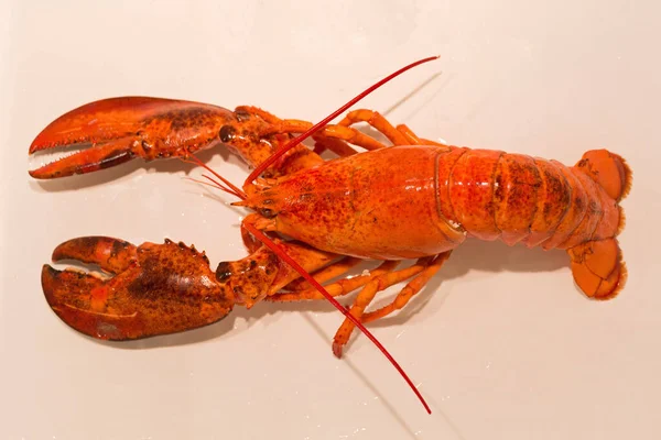 Eine Große Orange Hummer Dampf Gekocht — Stockfoto