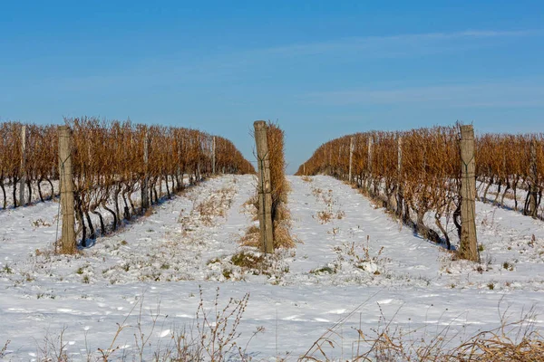 Şarap Bahçesi Kışın Karla Kaplıdır — Stok fotoğraf