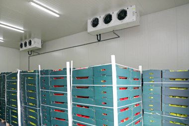 Palet Deposu 'ndaki kasalarda meyve ve sebzeler