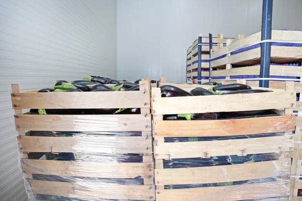 Aubergine Eggplants Vegetables Crates Storage — Stock Photo, Image
