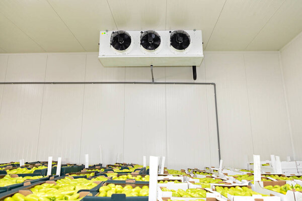 Green Peppers in Boxes Cold Storage Warehouse
