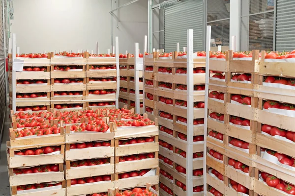 Crates Red Tomatoes Warehouse Storage — Stock Photo, Image