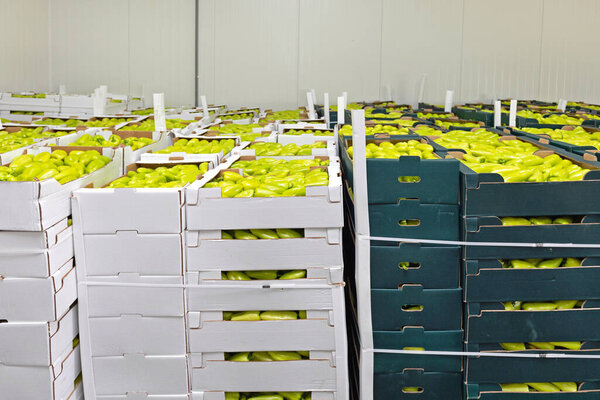 Green Peppers in Boxes Storage Warehouse