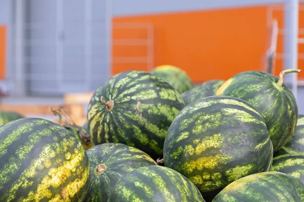 Grote Watermeloenen Kratten Bij Groothandel Pakhuis — Stockfoto