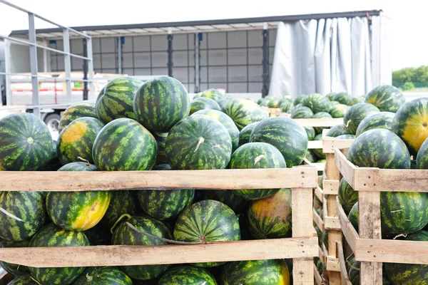 Nagy Görögdinnye Ládákban Nagykereskedelmi Raktárban — Stock Fotó