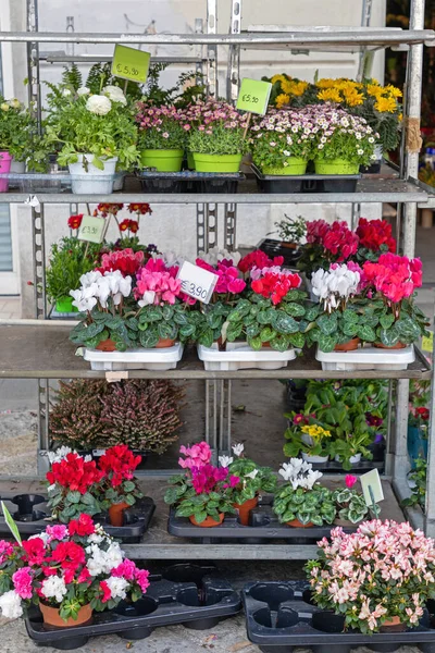 Fresh Flowers Plants Florist Shelf — Stock Photo, Image
