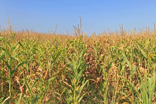 Piante Mais Campo Pronte Raccolto — Foto Stock