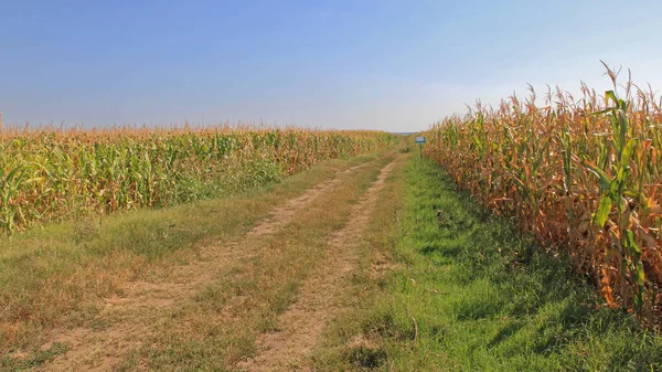 トウモロコシ畑を通る未舗装道路で農業用 — ストック写真