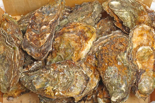 Big Bunch Raw Rock Oysters Seafood Clams — стокове фото