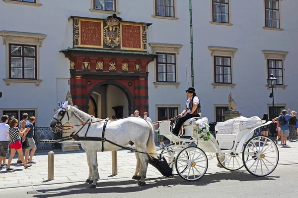 奥地利维也纳 2015年7月11日 白马拉车在奥地利维也纳霍夫堡皇宫前等候 — 图库照片