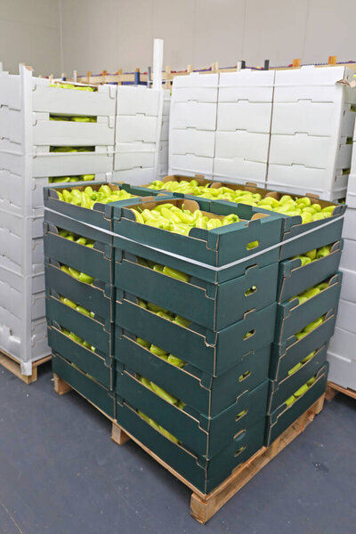 Green Peppers in Boxes at Pallets Storage Warehouse
