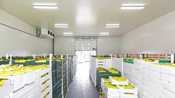Poivrons Légumes Dans Des Boîtes Dans Entrepôt Distribution — Photo