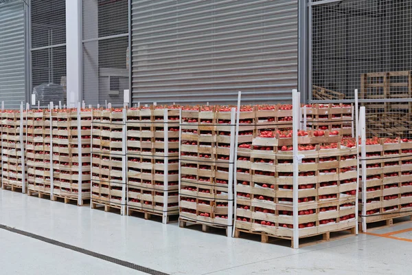 Crates Tomato Pallets Warehouse — стокове фото