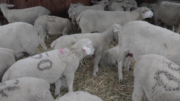 Овцы Стоящие Коте Животноводческой Ферме — стоковое видео