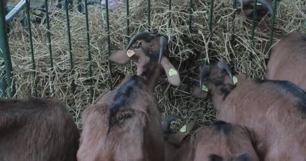 Capre Brune Che Mangiano Fieno Alla Fattoria Degli Animali — Video Stock