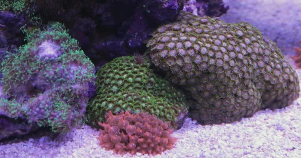 Korálové Útesy Akvárium Nádrž Podvodní Rostliny Dekor — Stock video