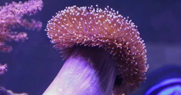 Mare Anemone Coral Reef Acquario Piante Natura — Video Stock