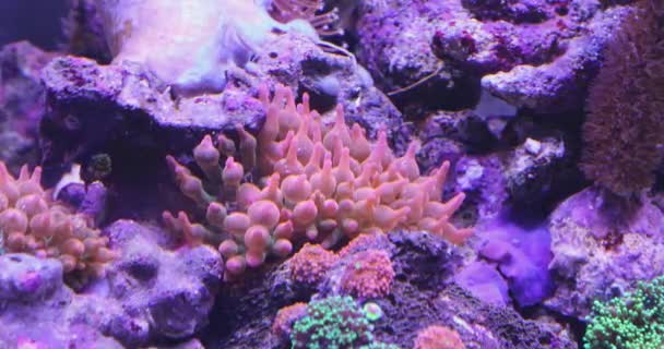 Rosa Mjuk Korall Anemon Akvarium Rev Växter — Stockvideo