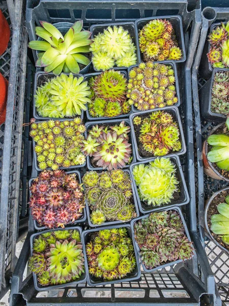 Raccolta Vari Impianti Cactus Gabbia — Foto Stock