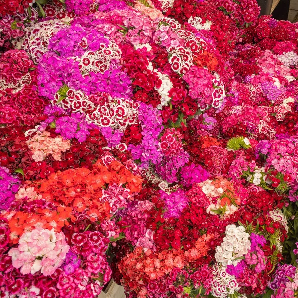 Grandi Mazzi Fiori Rosa Rossi Primavera — Foto Stock