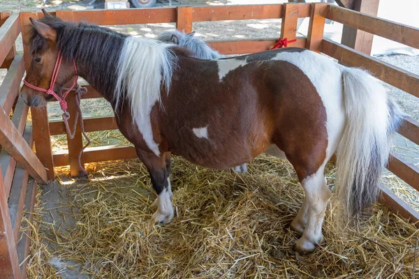 Caballo Poni Establos Granja —  Fotos de Stock