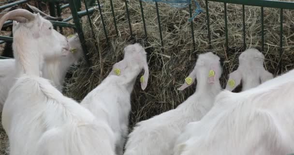 Cabra Branca Cabras Crianças Cote Fazenda Animal — Vídeo de Stock