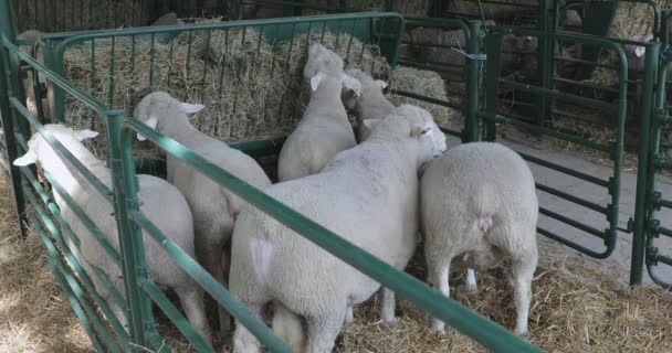 Feno Ovelha Caneta Fazenda Animais — Vídeo de Stock