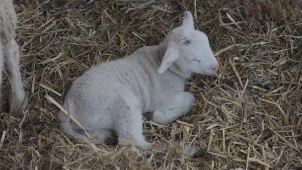Ein Neugeborenes Lamm Legt Sich Auf Bauernhof Heu — Stockvideo