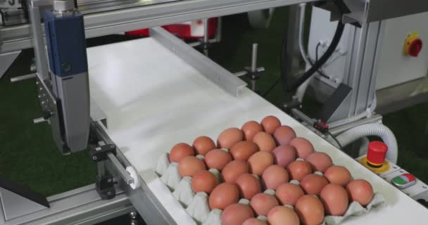 Ovos Caixa Produção Fazenda Correia Transportadora — Vídeo de Stock