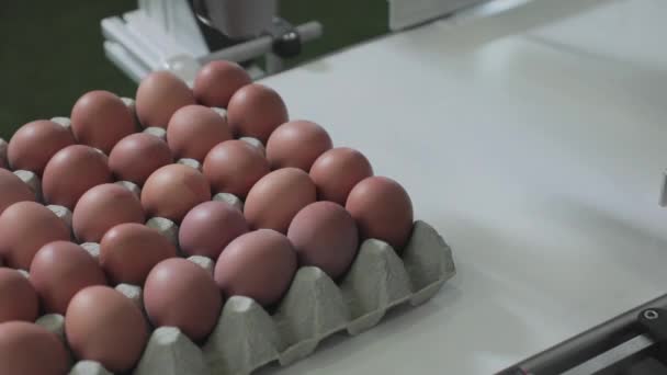 Дата Кодирования Яйцах Ленте Конвейера Картона — стоковое видео
