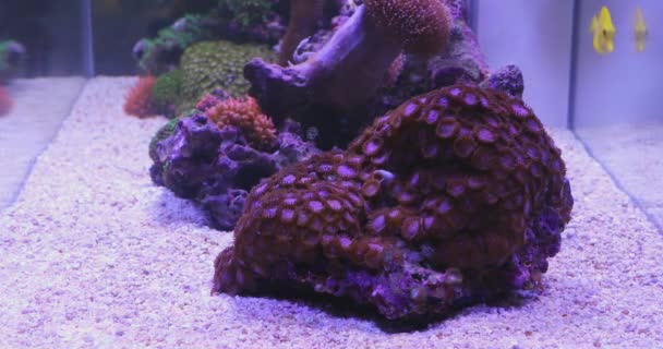Korallenriff Aquarium Aquarium Unterwasserpflanzen Dekoration — Stockvideo