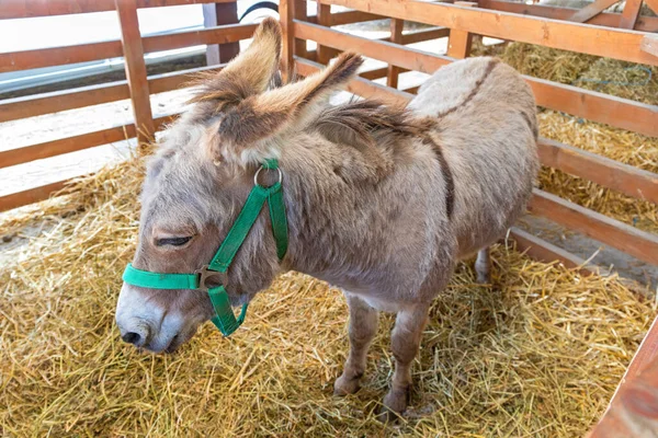 One Grey Donkey Stables Farm — Stock Photo, Image