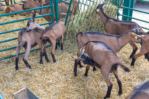 Bruine Geiten Veehouderij Animal Farm — Stockfoto