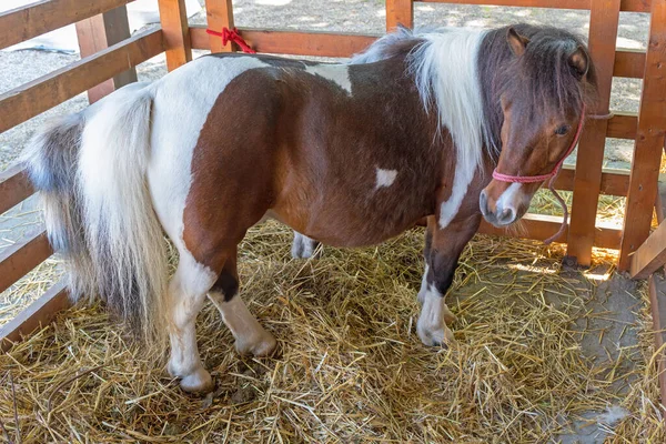 Caballo Poni Establos Granja —  Fotos de Stock